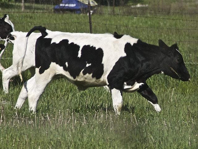 Holstein Steers Can Pay Off When Raised Right Main Edition Lancasterfarming Com