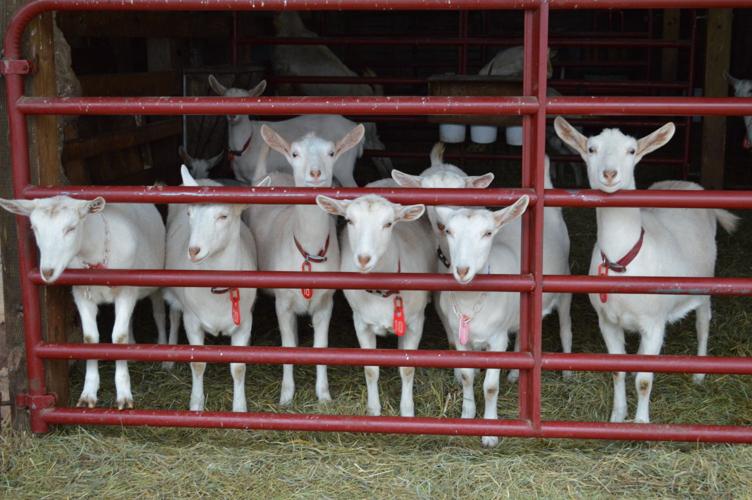 Dairy Goat Breeder Succeeds at 'LaidBack' Farm Show Farming and