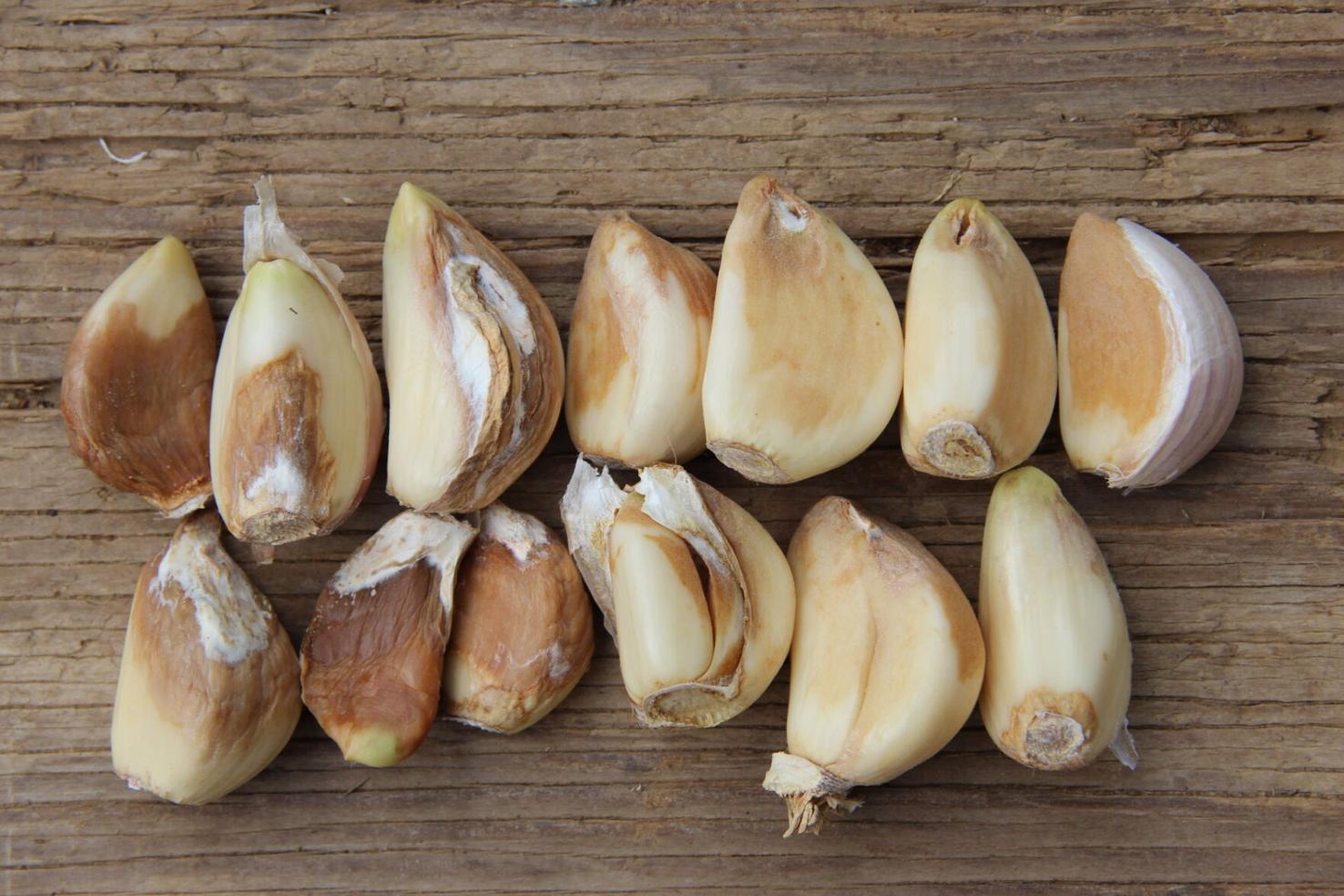 Bulb Mites a Tricky Problem for Garlic Growers Fruit and Vegetable