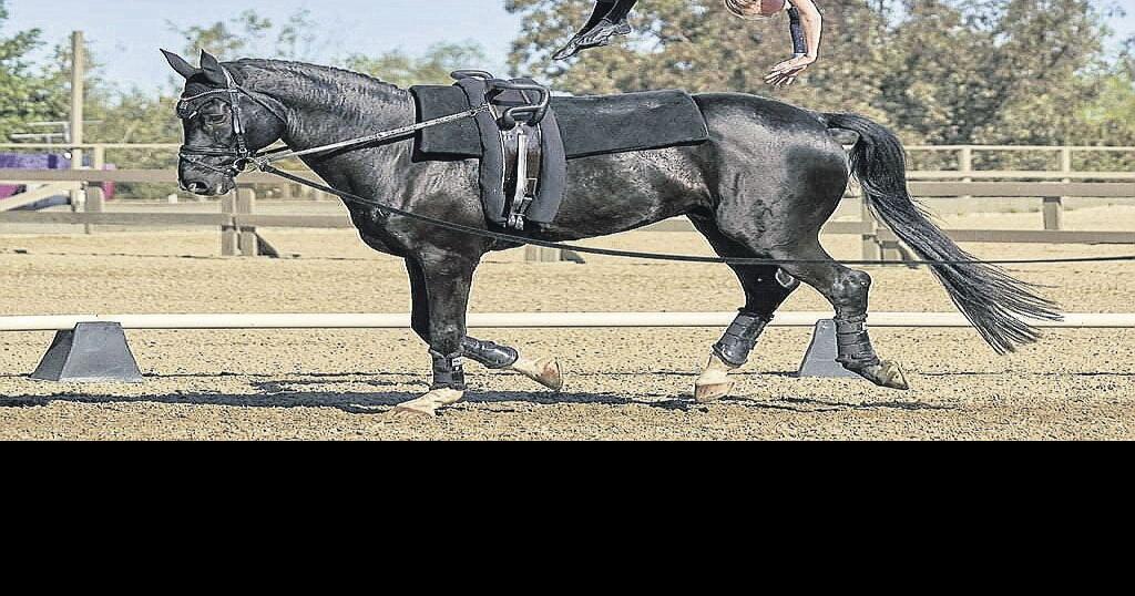 Horse Vaulting Gymnastics on Horseback Is a CrowdPleasing Spectacle