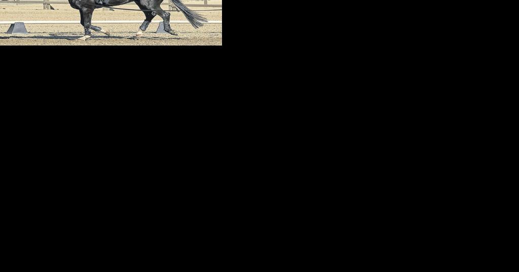 Horse Vaulting: Gymnastics on Horseback Is a Crowd-Pleasing Spectacle - Vimarsana News