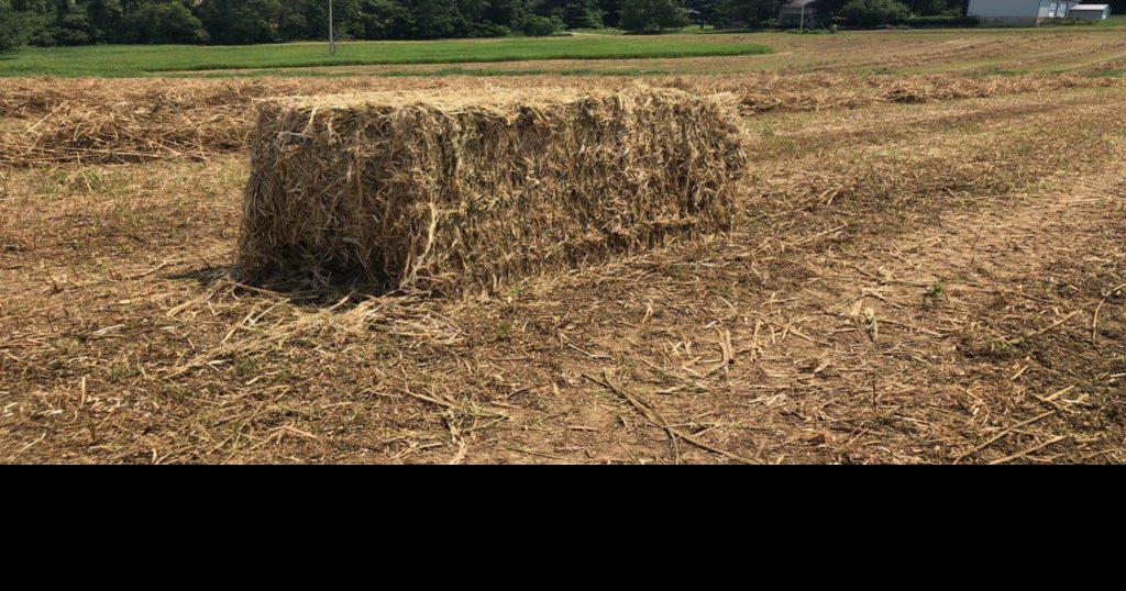 Pennsylvania Hemp Company Set To Buy Canadian Processor The Latest Hemp Industry News Lancasterfarming Com