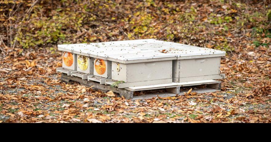 The Future of Beekeeping