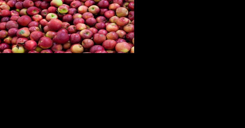 Apple Growers Offer Views on Modern Rootstocks - Vimarsana News