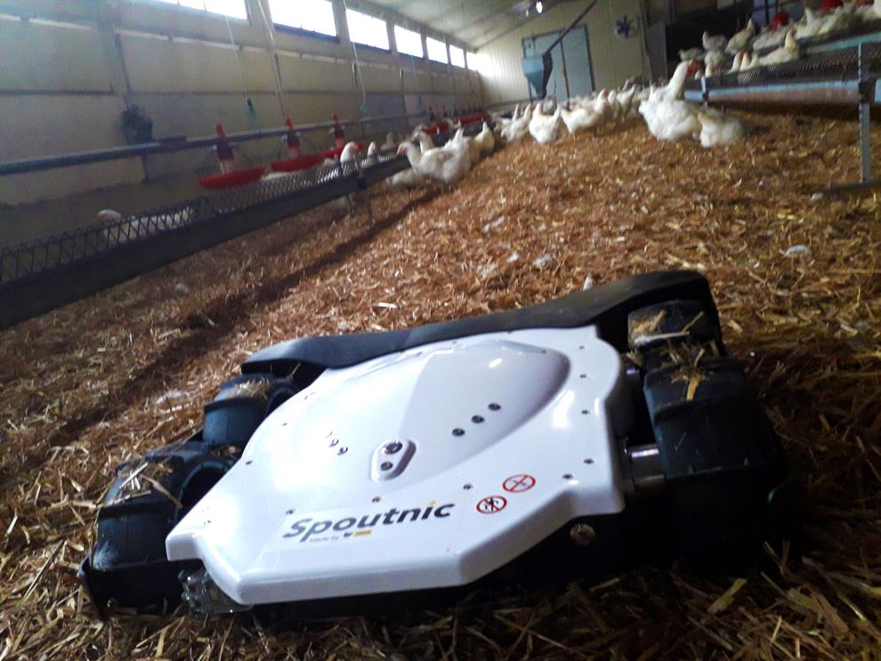 Poultry Industry Looks Into Use of Robots Poultry News