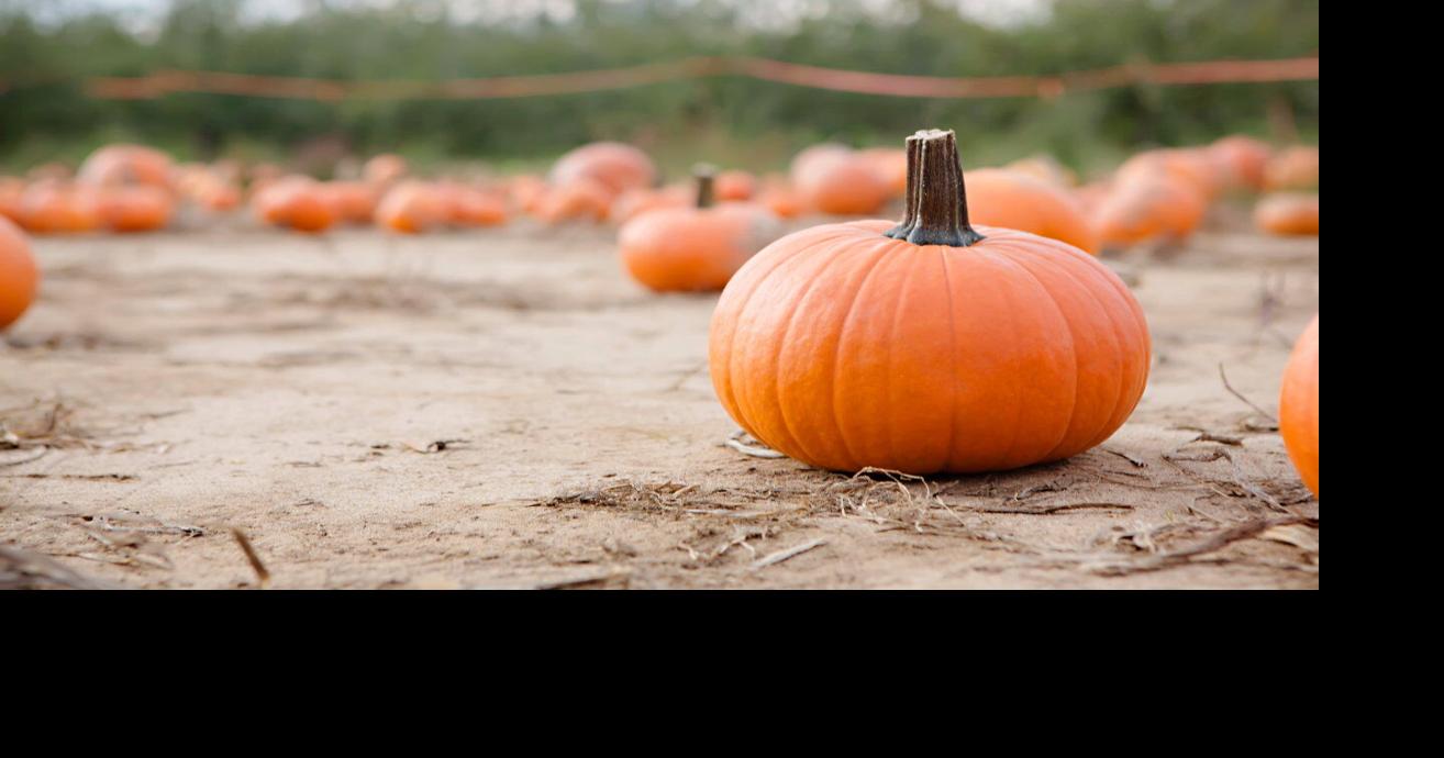 From Seed to Feed The Seasonal Life of a Pumpkin [Opinion] Farm and