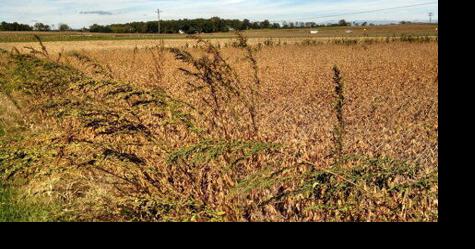 What's New in Weed Science Research - Vimarsana News