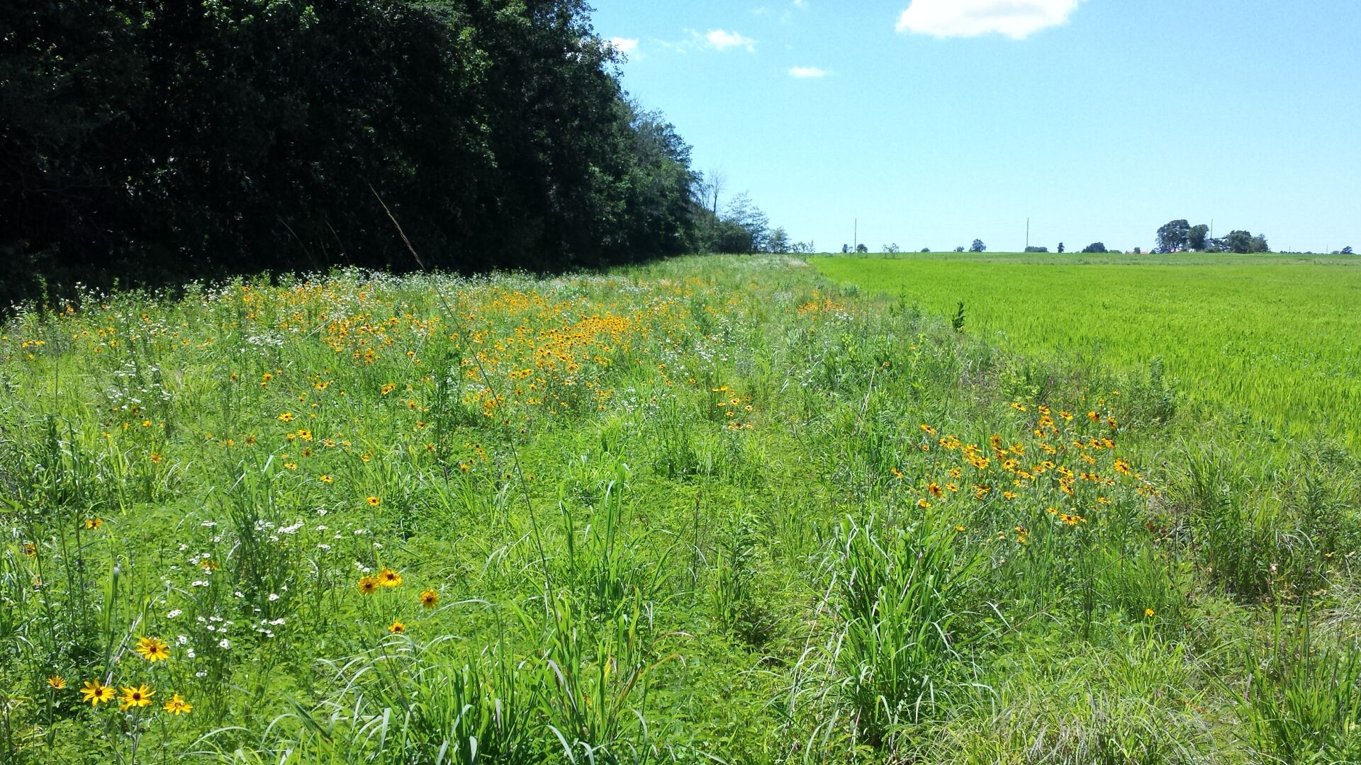 In Their Field Field Border Incentive Program Pays Farmers to Reserve Field Edges for ...