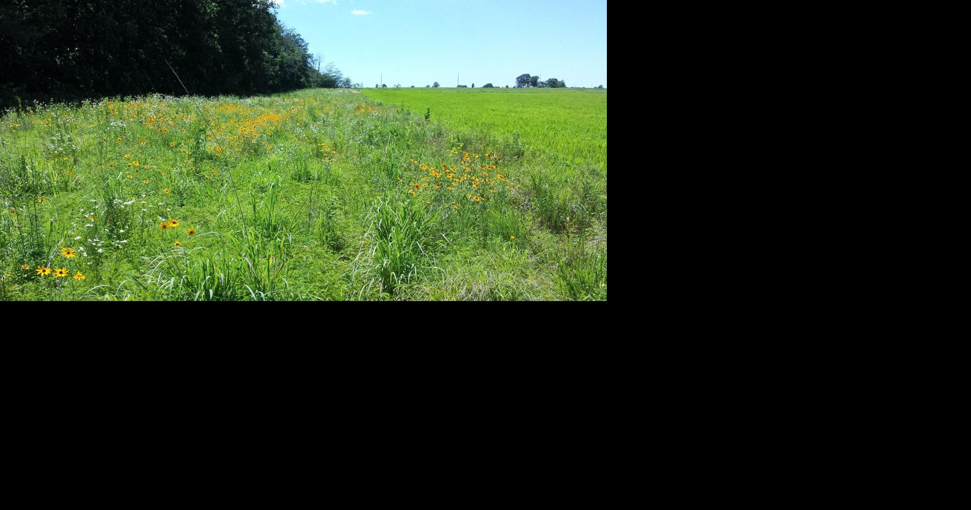 Field Border Incentive Program Pays Farmers to Reserve Field Edges for ...