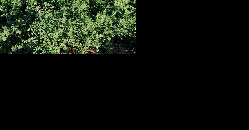 Grass and Alfalfa Have Different Fertility Needs - Vimarsana News