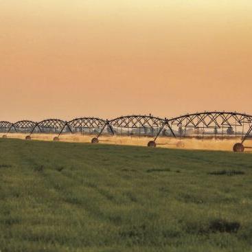 Hazy Days of Summer on the Farm - Vimarsana News