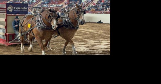 Work Horses Pull Their Weight at PA Farm Show - Vimarsana News