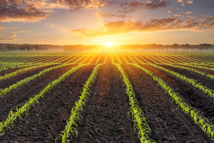 Sunrise over a Corn Field - background