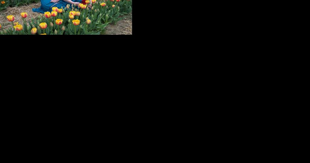 Spring Bloom Tulip Festival Brings Visitors and Business to York Farm - Vimarsana News