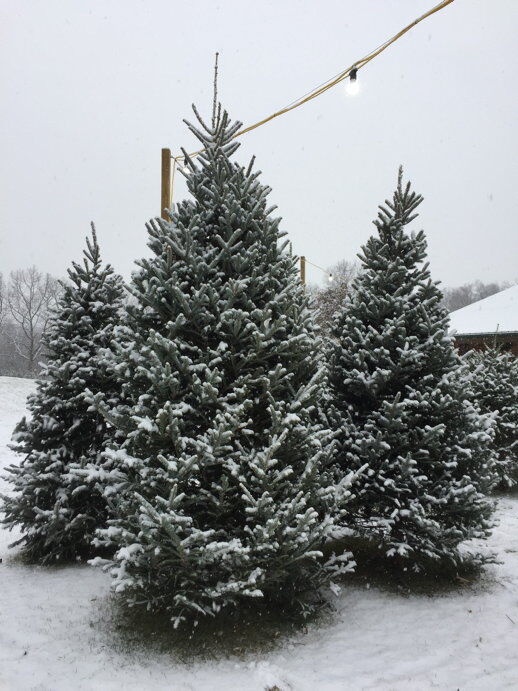 Christmas Tree Farm Owner Pays It Forward by Mentoring Neighboring Tree ...