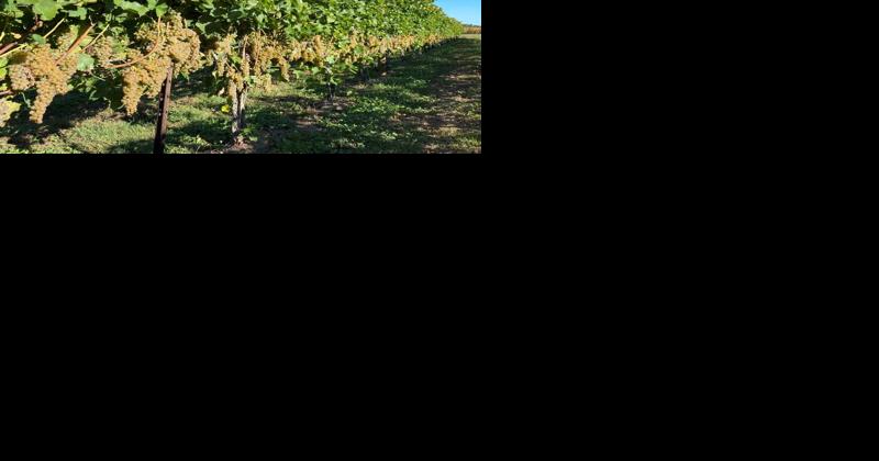 Growing Wholesale Wine Grapes to Meet Demand at Schmidt Farms - Vimarsana News
