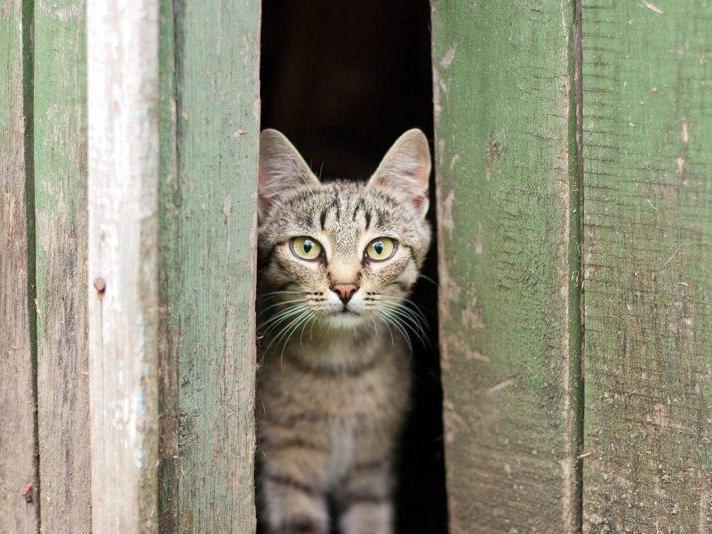 Cat Chronicles on the Farm | The Heart of the Farm is the Family