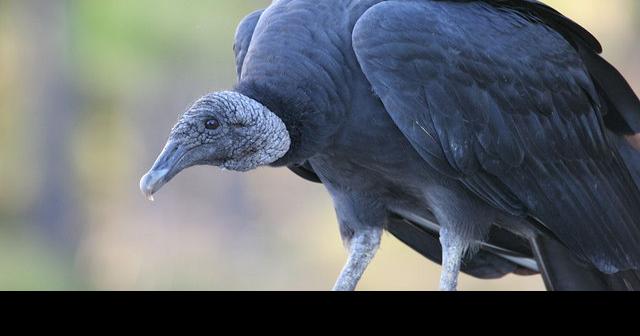 Nuisance Species: Black Vulture  Ohio Department of Natural Resources