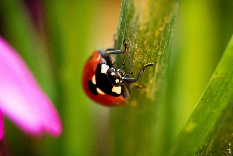 Do Ladybugs Help Crops Grow? Depends On Surroundings, Field Crop News