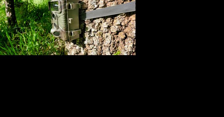 Delaware Bans Trail Cameras on State Lands - Vimarsana News
