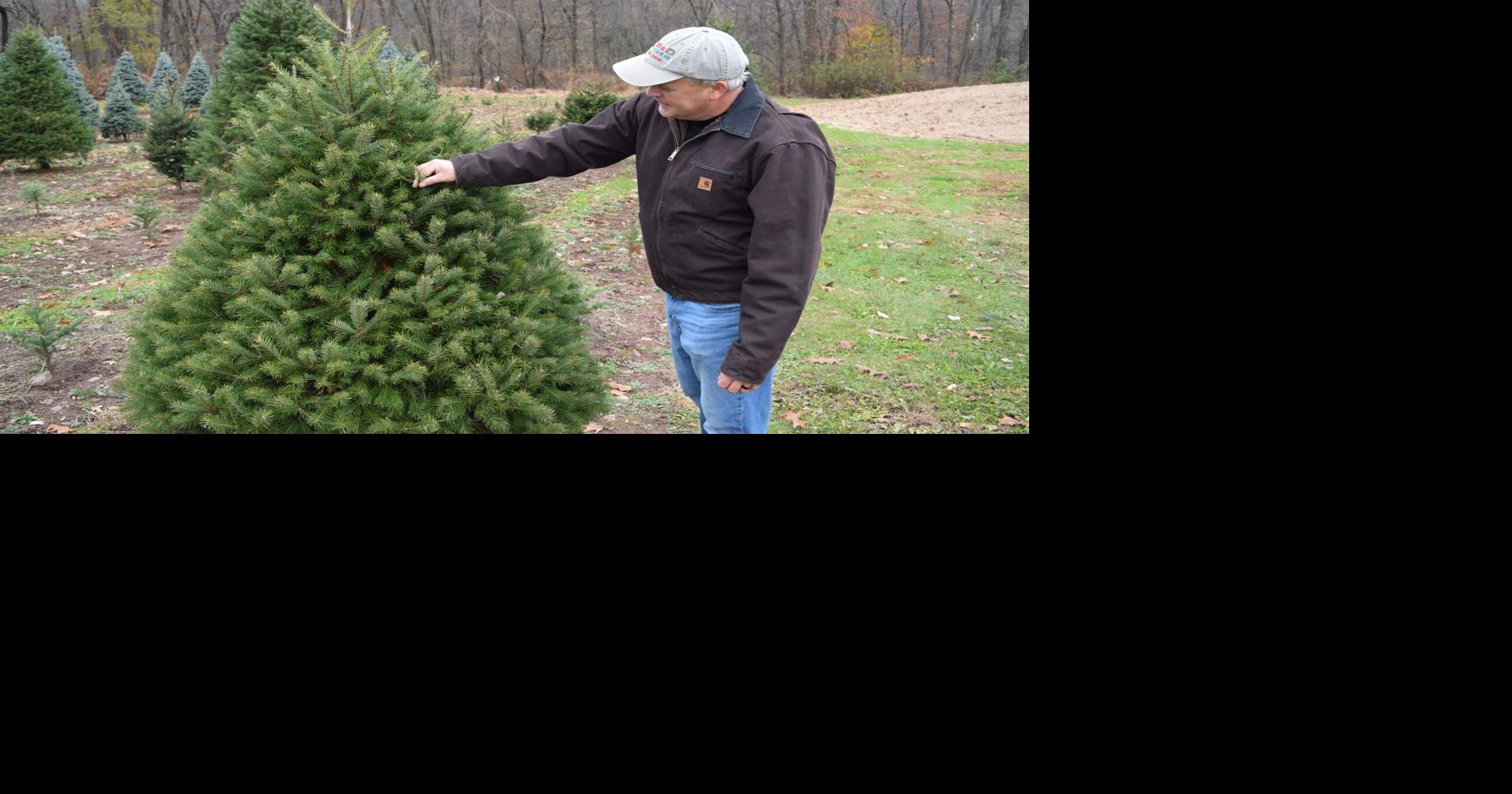 What Makes a Good Christmas Tree? A Tree Farmer Weighs In | Farming and ...