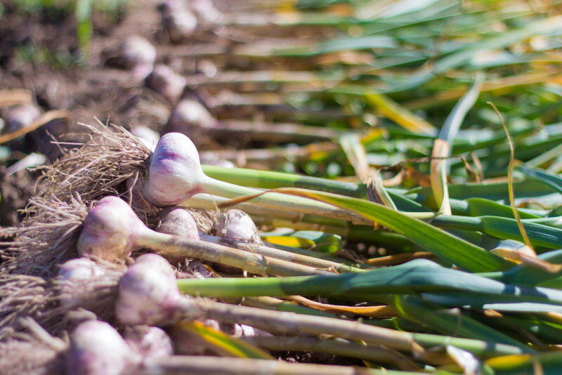 Master Gardener: Tips for successful garlic plants