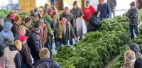 Pennsylvania Business Boasts Largest Christmas Tree Auction in the World