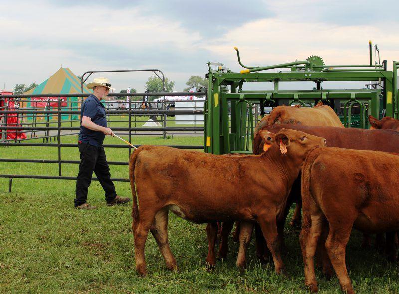 Cull Or Keep Looking At Usda Grading For Beef Beef Cattle