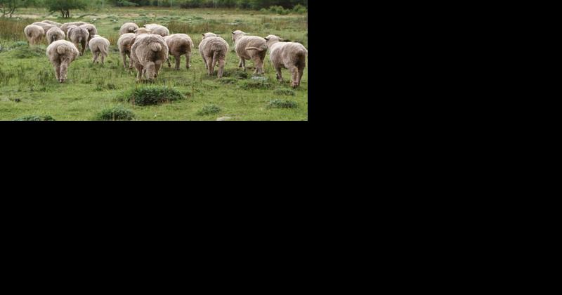 Breeding Sheep for Fecal Egg Count Improves Immune Health - Vimarsana News
