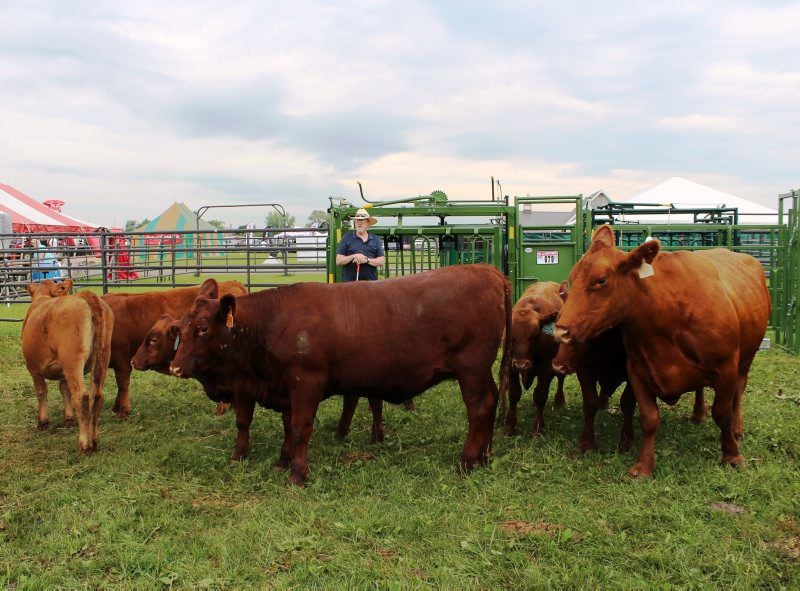 Cull Or Keep Looking At Usda Grading For Beef Beef Cattle