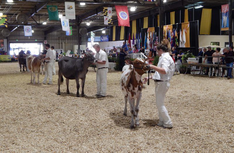 Better With Age Seven Year Old Cow Supreme At Maryland State Fair