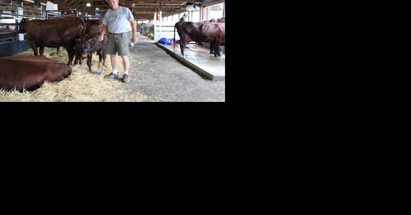 Marston Homestead Shows American Milking Devons at 2022 Seneca County Fair - Vimarsana News