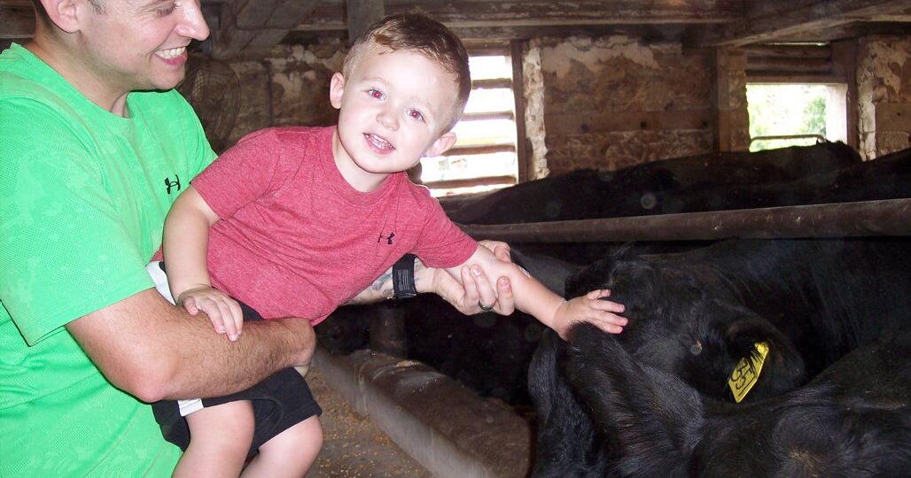 Kids, Cows and Chaos at Beaver Creek Farms - Vimarsana News