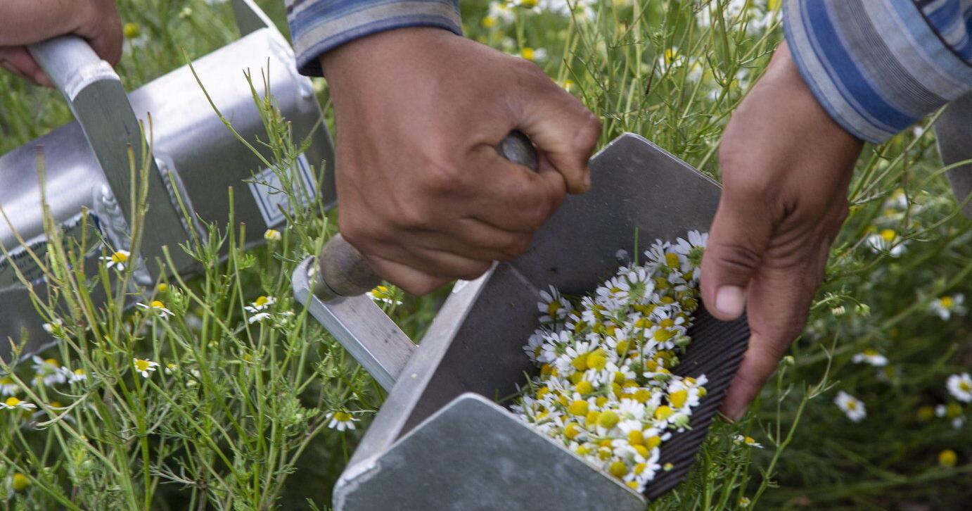 More Than Just Farm-to-Table, Producers Turn Herbs Into Wellness and Cleaning Products - Vimarsana News