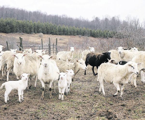 Sheep Breeder Finds Success With Hardier, Healthier Animals Livestock