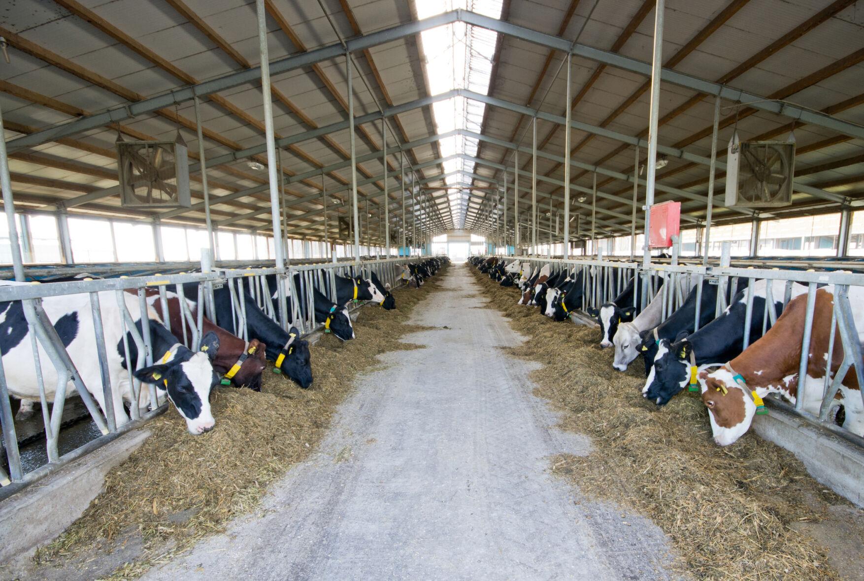 Dairies to Get New Market as New Jersey's Readington Farms Phases Out Milk Processing Farming