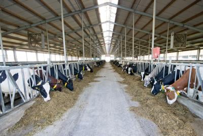Dairy cows in stable