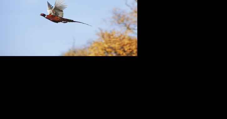 Avian Influenza Strikes Pennsylvania Pheasant Hunting Preserve - Vimarsana News