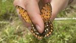 Rare Butterfly Thrives at National Guard Training Center