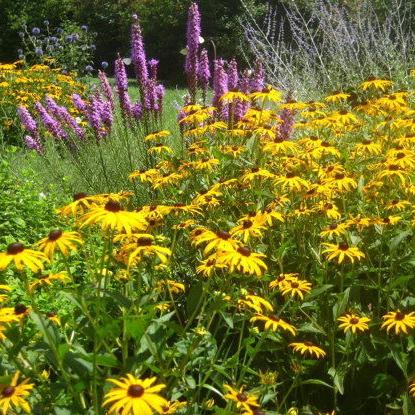 Turning Over a New Leaf: My Garden Rehab Journey - Vimarsana News