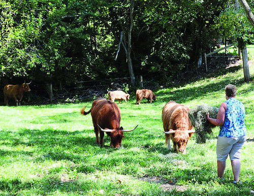 About Highland Cattle - Pittsburgher Highland Farm