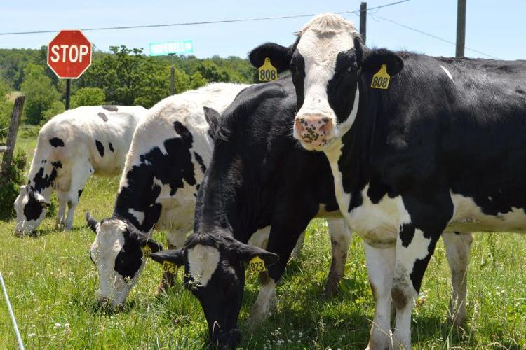 Farmers Lead Plan for Dairy’s Future Farming and Agricultural News