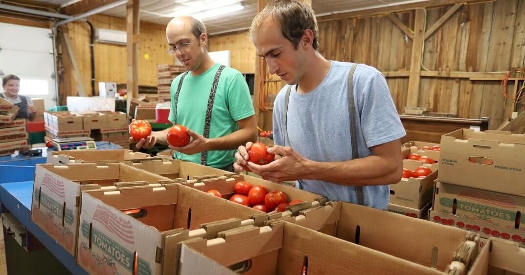 The Weekly Roller-Coaster Ride of Wholesale Tomato Prices - Vimarsana News