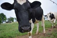 Ag scientists express concern about the lack of genetic diversity in Holstein dairy cows