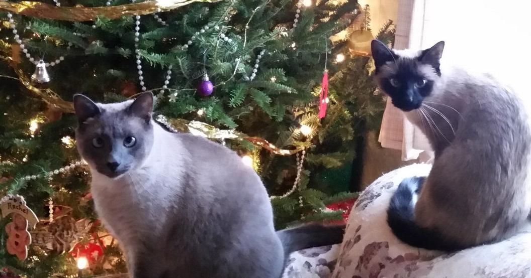 Tips to Keep Your Christmas Tree Fresh and Cat-Free