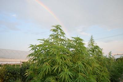 Starting a CBD Business: How to Enter ...businessnewsdaily.com
