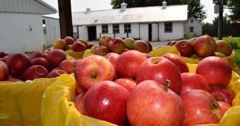 Set Up Orchard to Be Tech-Friendly | News and Education on Growing Fruit and Vegetable