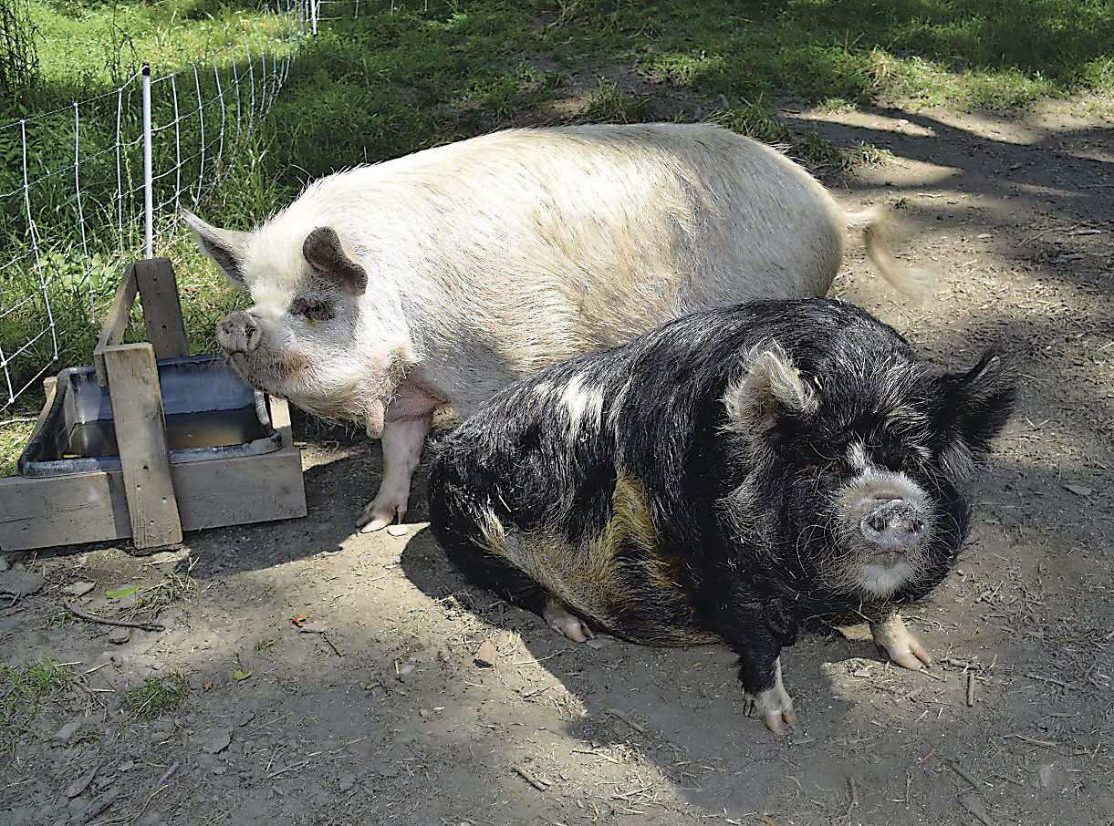 potbelly pigs for meat