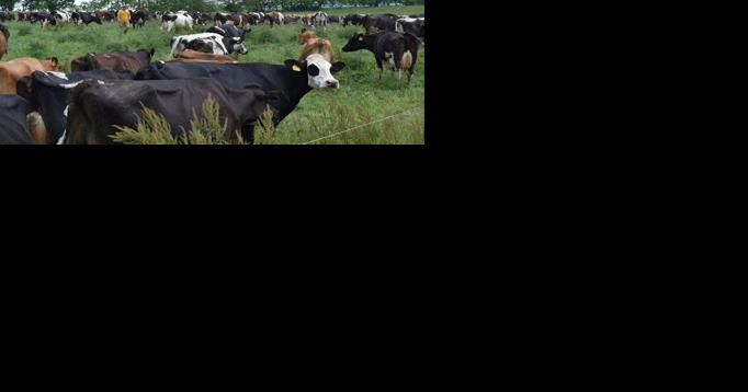 Five Foundations of Organic Dairy Profitability and Ways to Adhere to Them - Vimarsana News