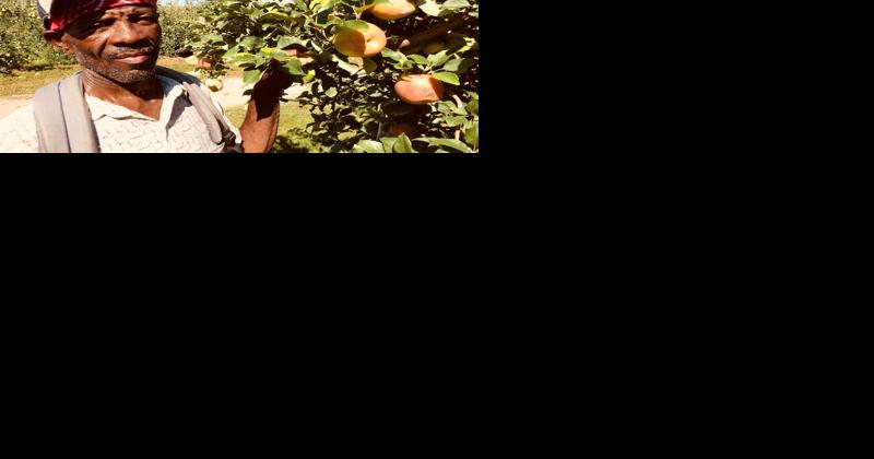Preparing Orchard Workers to Be Their Best - Vimarsana News